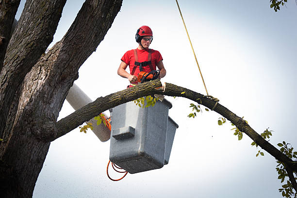 Reliable Crane, MO Tree Services Solutions